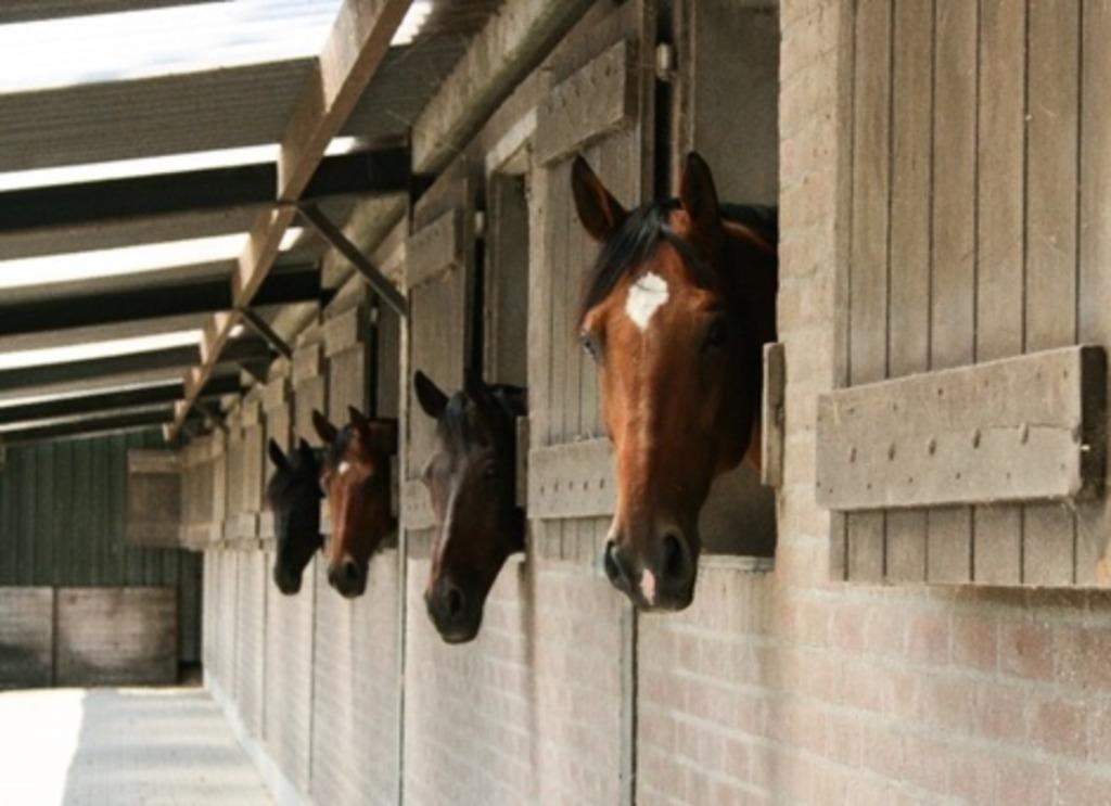 Pensionstal, Dieren en Toebehoren, Stalling en Weidegang, Weidegang, 4 paarden of pony's of meer