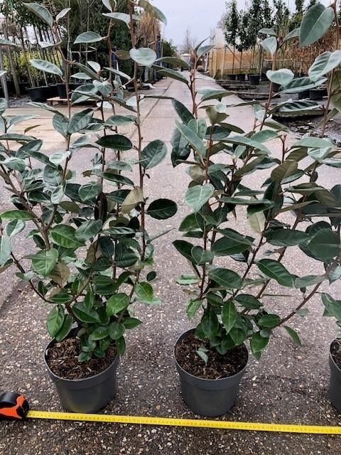 Nieuw binnen, Elaeagnus ebbingei, Olijfwilg 100-120 cm, Ophalen of Verzenden, Overige soorten, Haag, Minder dan 100 cm