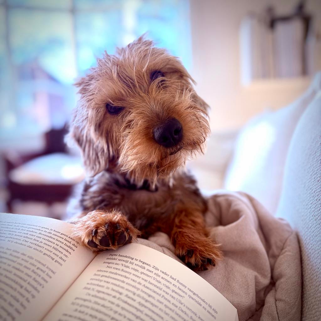 Oppas gezocht, Dieren en Toebehoren, Honden | Teckels en Dashonden, 1 tot 2 jaar, Teef, Dwerg, Parvo