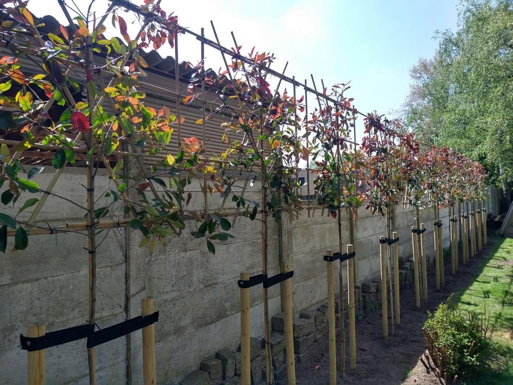 Groenblijvende leibomen| Leiphotinia | Leiaurier | Olijfwilg, In pot, Leiboom, Halfschaduw, Ophalen of Verzenden