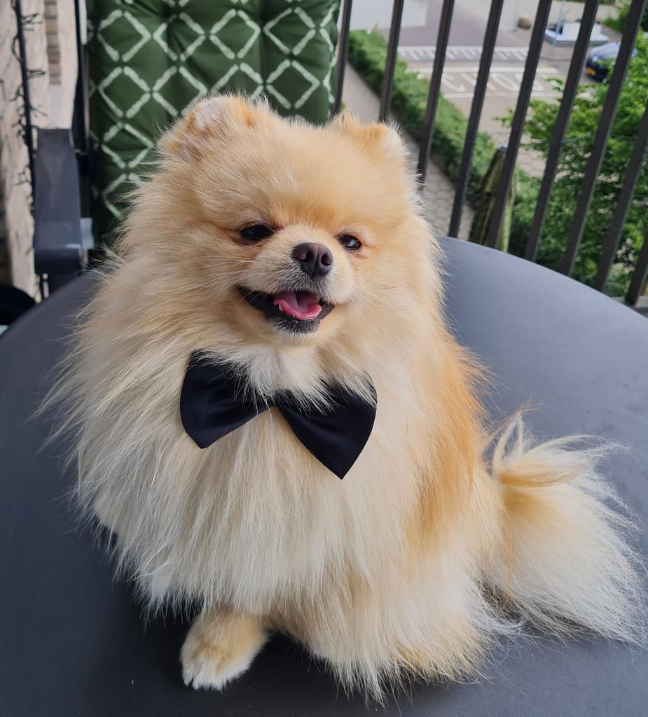 Pomeriaan dekreu met ervaring! (Pomeranian stud dog), Dieren en Toebehoren, Reu, 8 tot 15 weken, Parvo, Eén hond