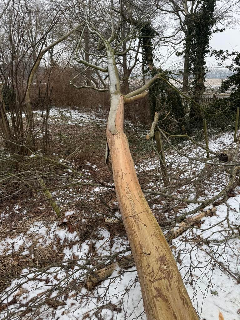Bomen zager / boomverzorger., Tuinonderhoud of Snoeiwerk