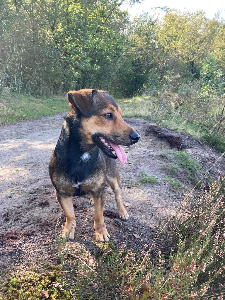 Lieve ervaren Jack Russel dekreu, Reu, 1 tot 2 jaar, Parvo, Eén hond