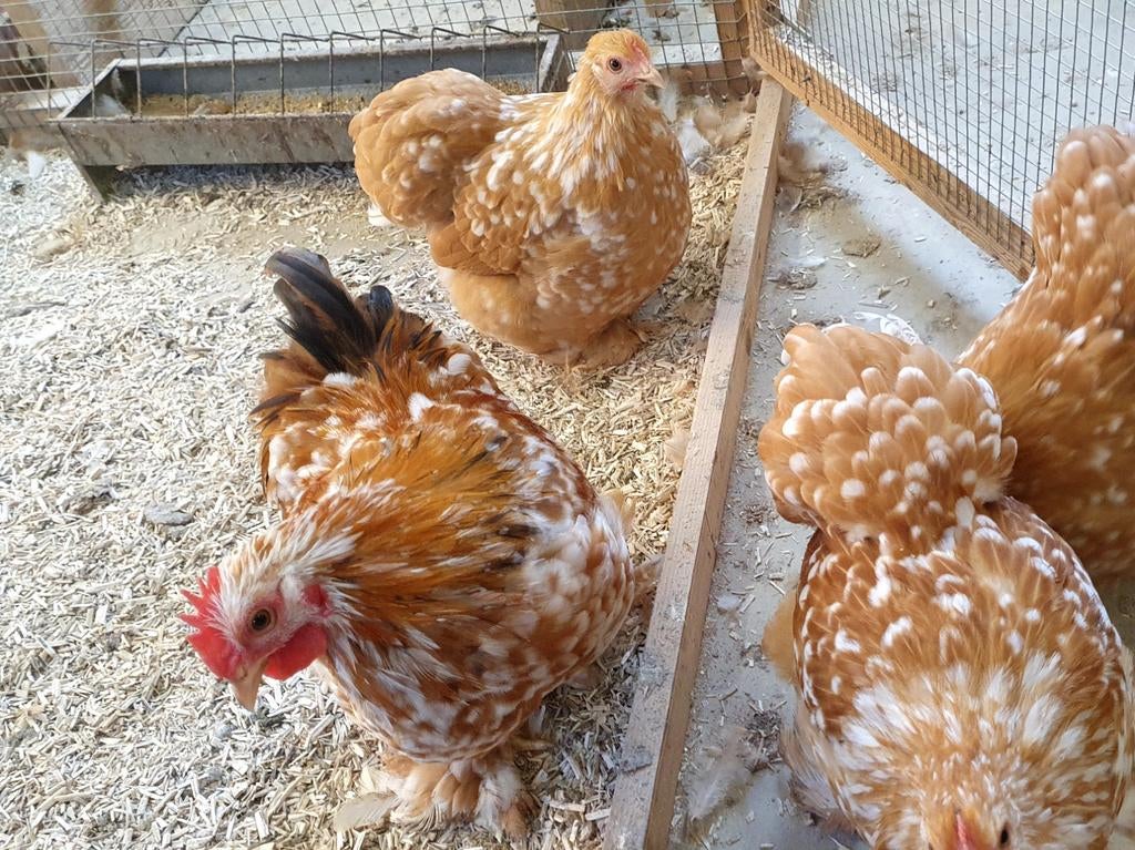 Cochin broedeieren, Dieren en Toebehoren, Pluimvee, Geslacht onbekend, Kip