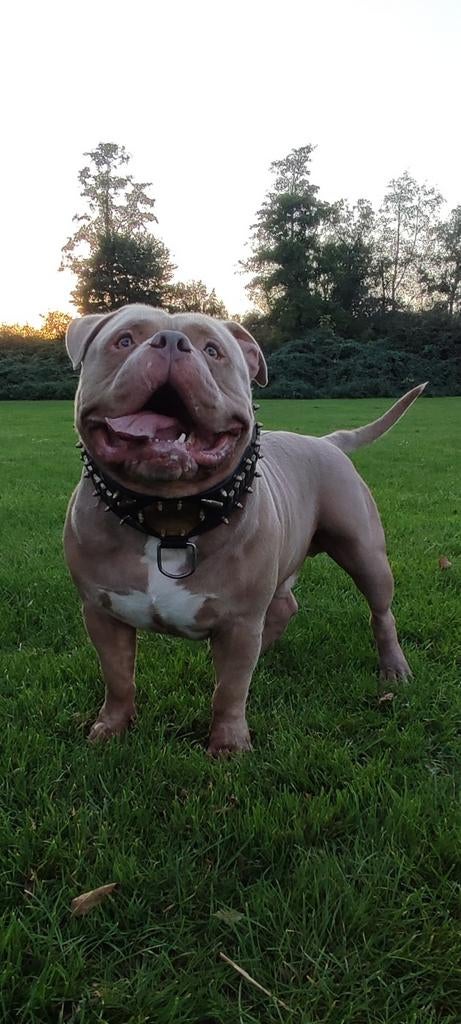 American Bully bewezen dekreu!, Reu, Eén hond, CDV (hondenziekte), 3 tot 5 jaar