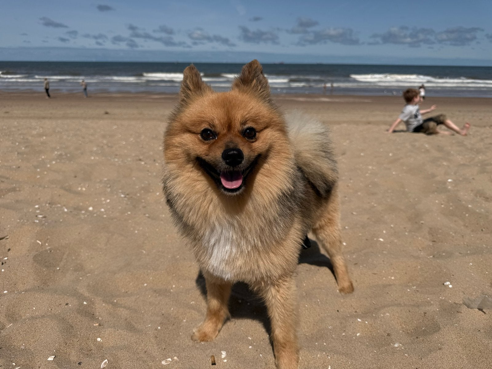 Keeshondje Bowie zoekt een liefdevol nieuw thuis, Keeshond, Reu, Parvo, Eén hond