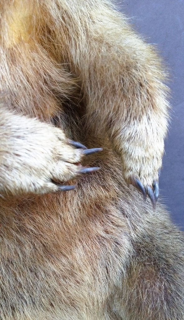 Grote opgezette Bergmarmot Alpenmarmot Knaagdier Marmot, Ophalen of Verzenden, Zo goed als nieuw, Wild dier, Opgezet dier