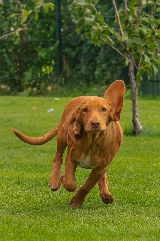 Lieve Cocker Spaniel-kruising pups – direct beschikbaar, CDV (hondenziekte), 8 tot 15 weken, Meerdere, Meerdere dieren