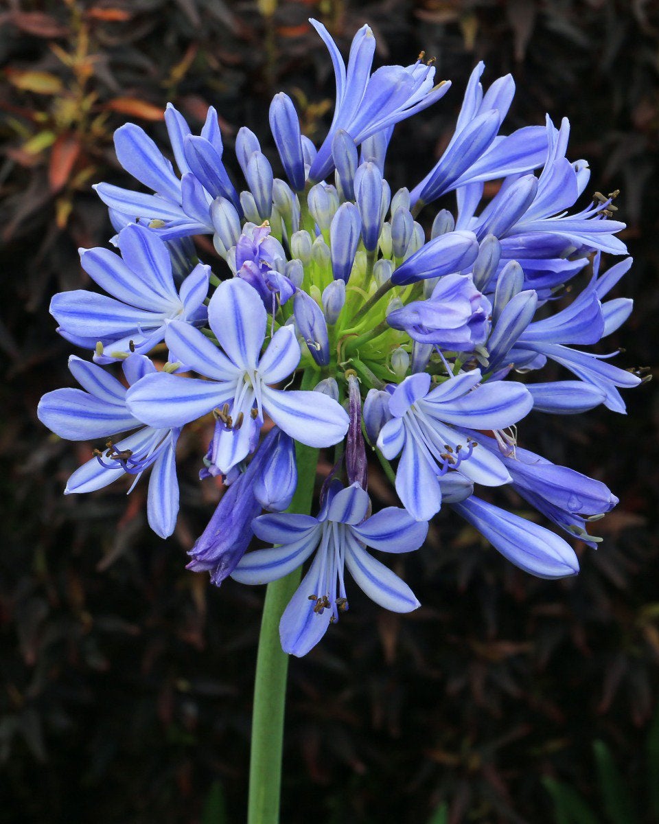 Agapanthus, Volle zon, Vaste plant, Zomer, Ophalen