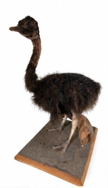 opgezette struisvogel jong taxidermie, Verzamelen, Dierenverzamelingen, Ophalen of Verzenden, Zo goed als nieuw, Vogel, Opgezet dier