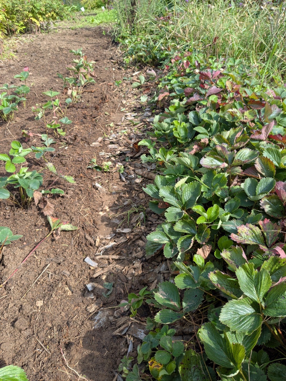 Stekjes aardbeienplantjes Lambada, Ophalen, Volle zon, Vaste plant, Fruitplanten