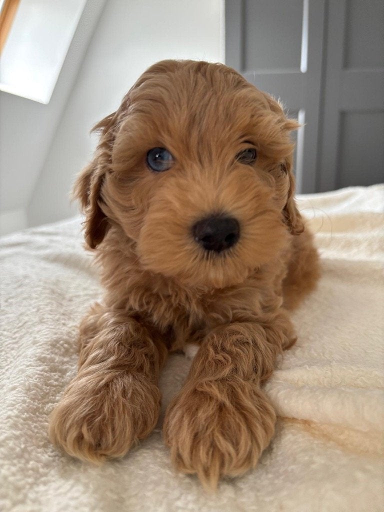 Dwergpoedel x mini labradoodle pups 2 reutjes, Dieren en Toebehoren, Honden | Niet-rashonden, Reu, CDV (hondenziekte), 8 tot 15 weken