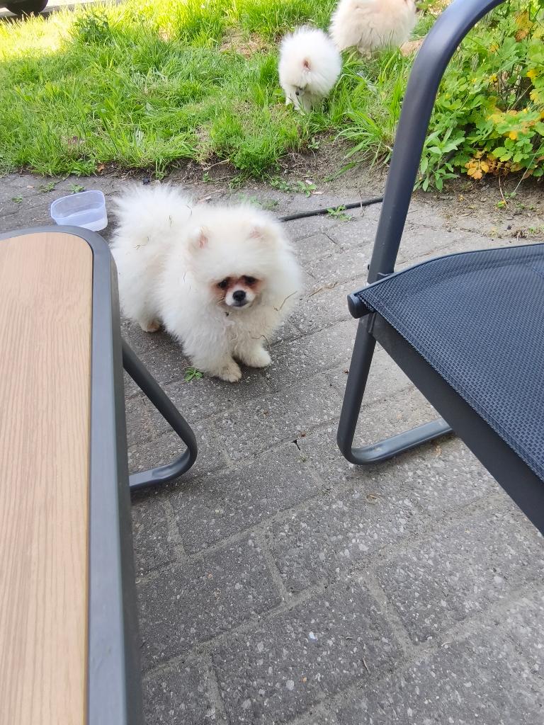 Pomerian pups, Dieren en Toebehoren, Particulier, Keeshond, Reu, 8 tot 15 weken