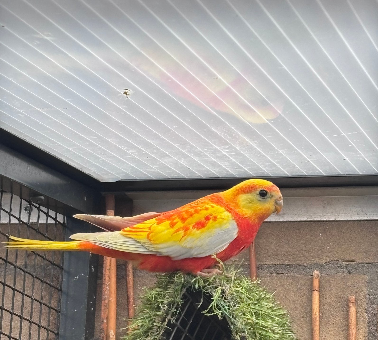 Turquoisine parkiet, Dieren en Toebehoren, Vrouwelijk, Geringd
