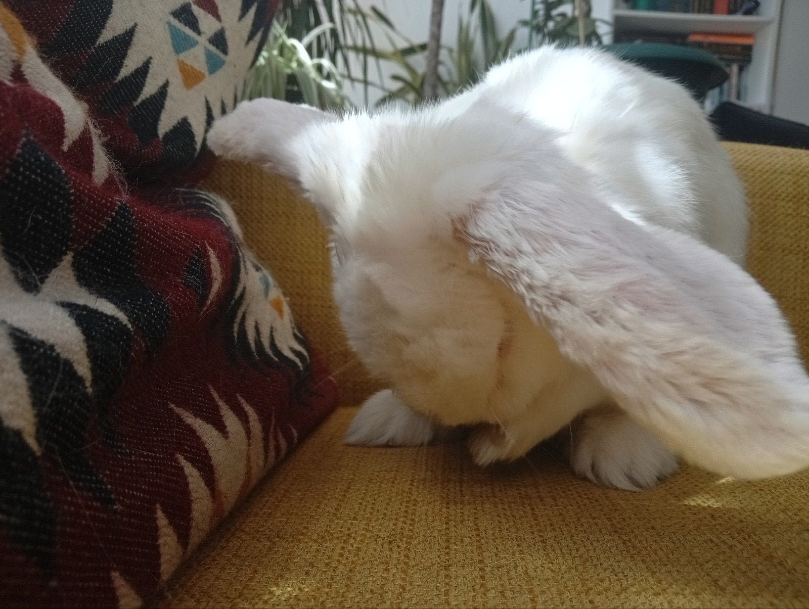 Albino konijn, Dieren en Toebehoren, Konijnen, Mannelijk