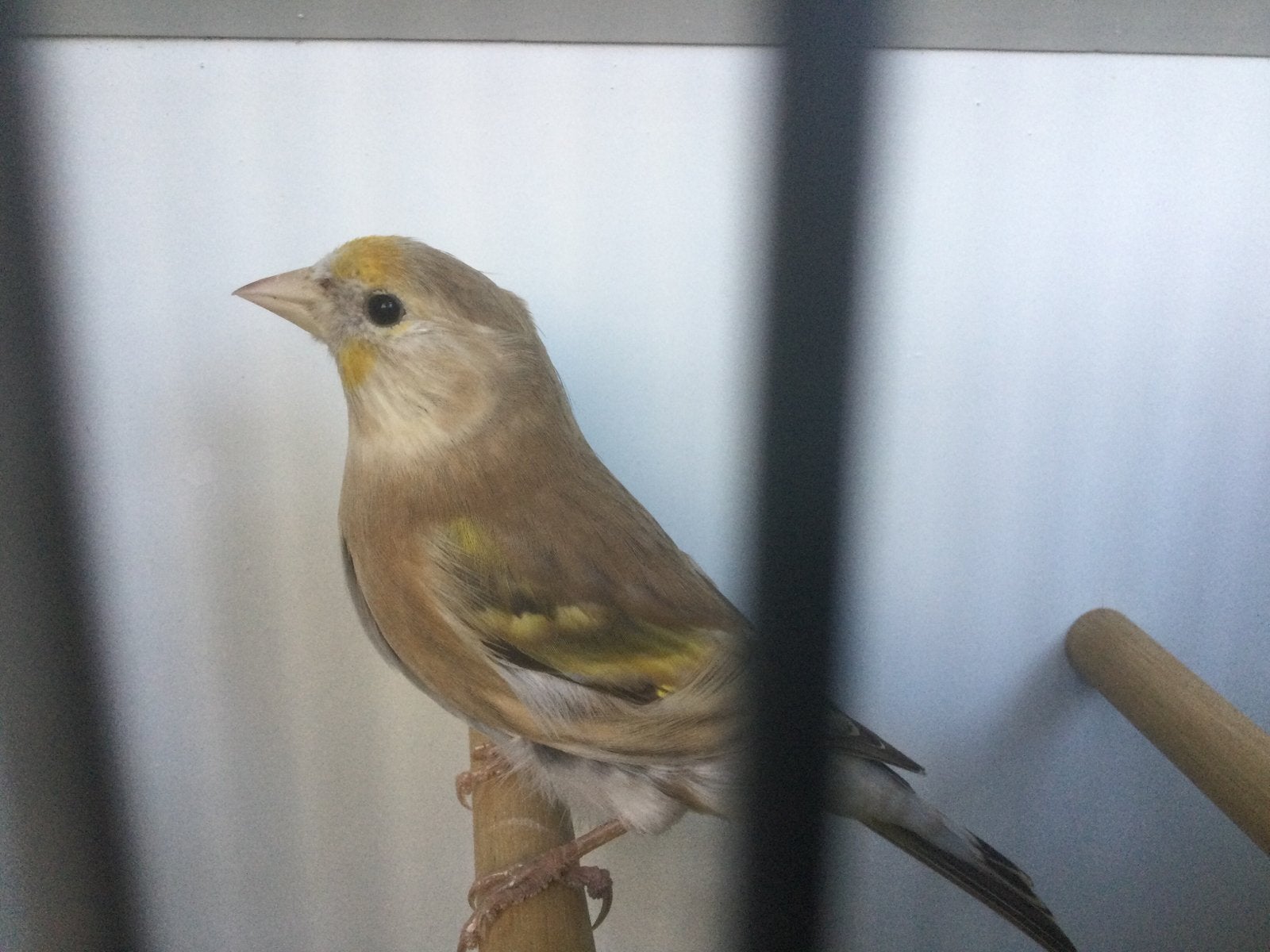 Putter. X. Kanarie.   2026.  Pop.., Dieren en Toebehoren, Vrouwelijk, Wildzangvogel, Geringd