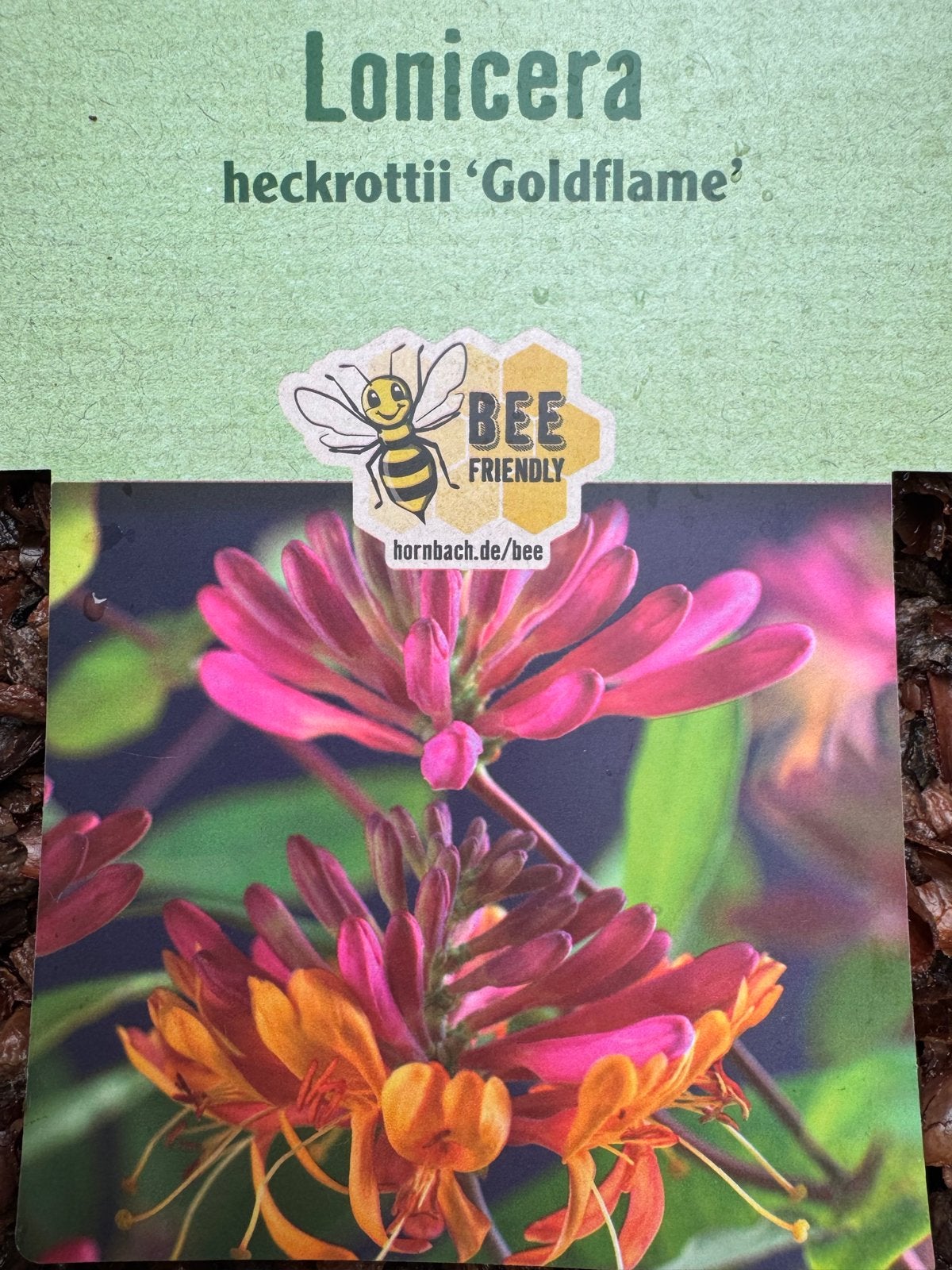 Lonicera heckrottii 'Goldflame' - Kamperfoelie, Tuin en Terras, Ophalen, Volle zon, Vaste plant, Klimplanten