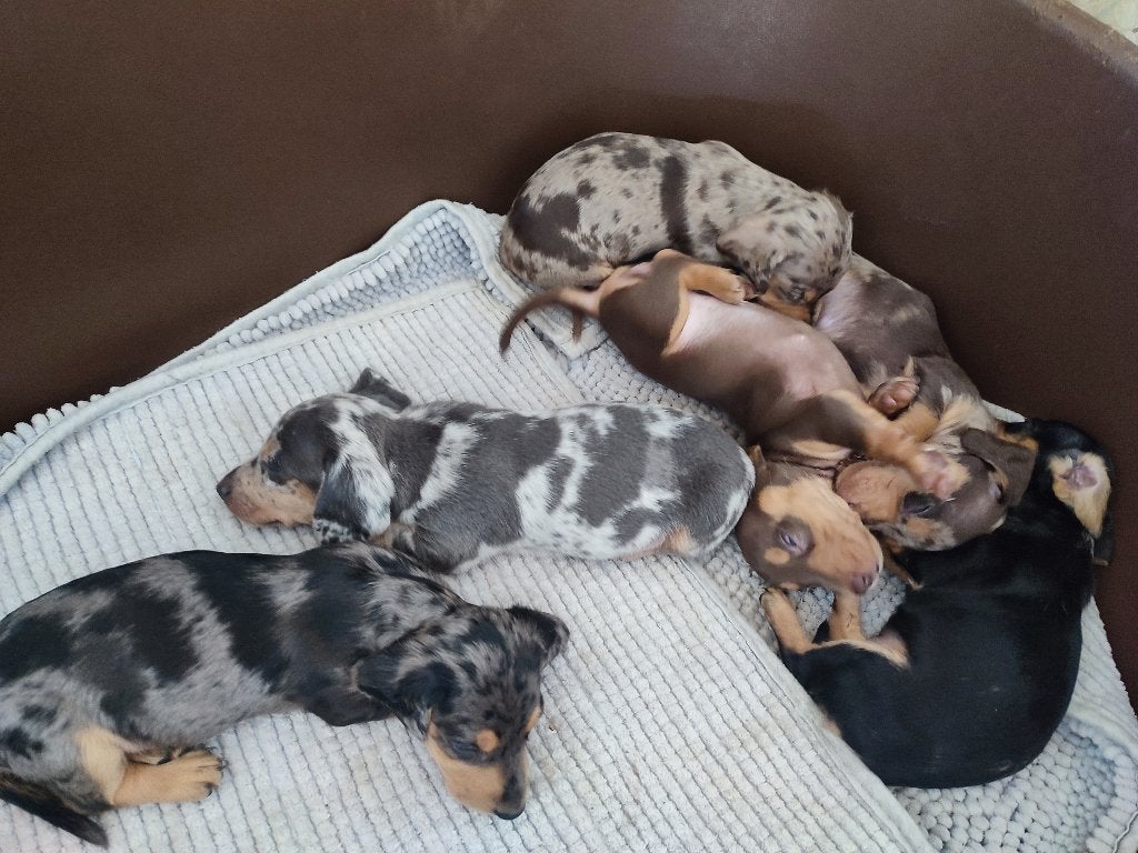 Zeer mooie dwergteckel pups, Parvo, België, Particulier, 8 tot 15 weken