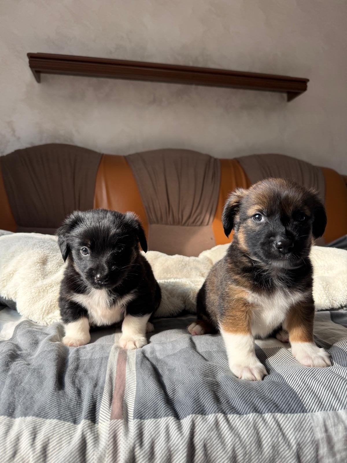 Puppy's ter adoptie Kleinblijvend, Dieren en Toebehoren, Honden | Niet-rashonden, Klein, Meerdere dieren, Particulier, Meerdere