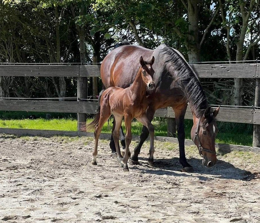 DIT WEEKEND 5000 EURO!!! elite merrie Uphill x Farrington, Merrie, Met stamboom, Dressuurpaard, 170 tot 175 cm