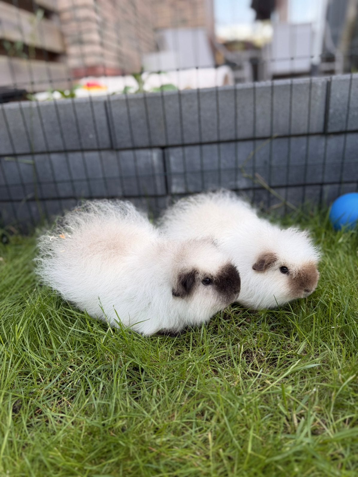 2 prachtige rascavia’s (beren) met stamboom, Juli, Mannelijk, Cavia