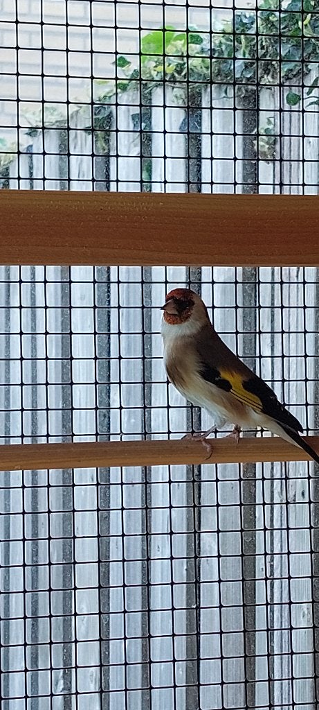 Majoor putter, Mannelijk, Wildzangvogel, Geringd