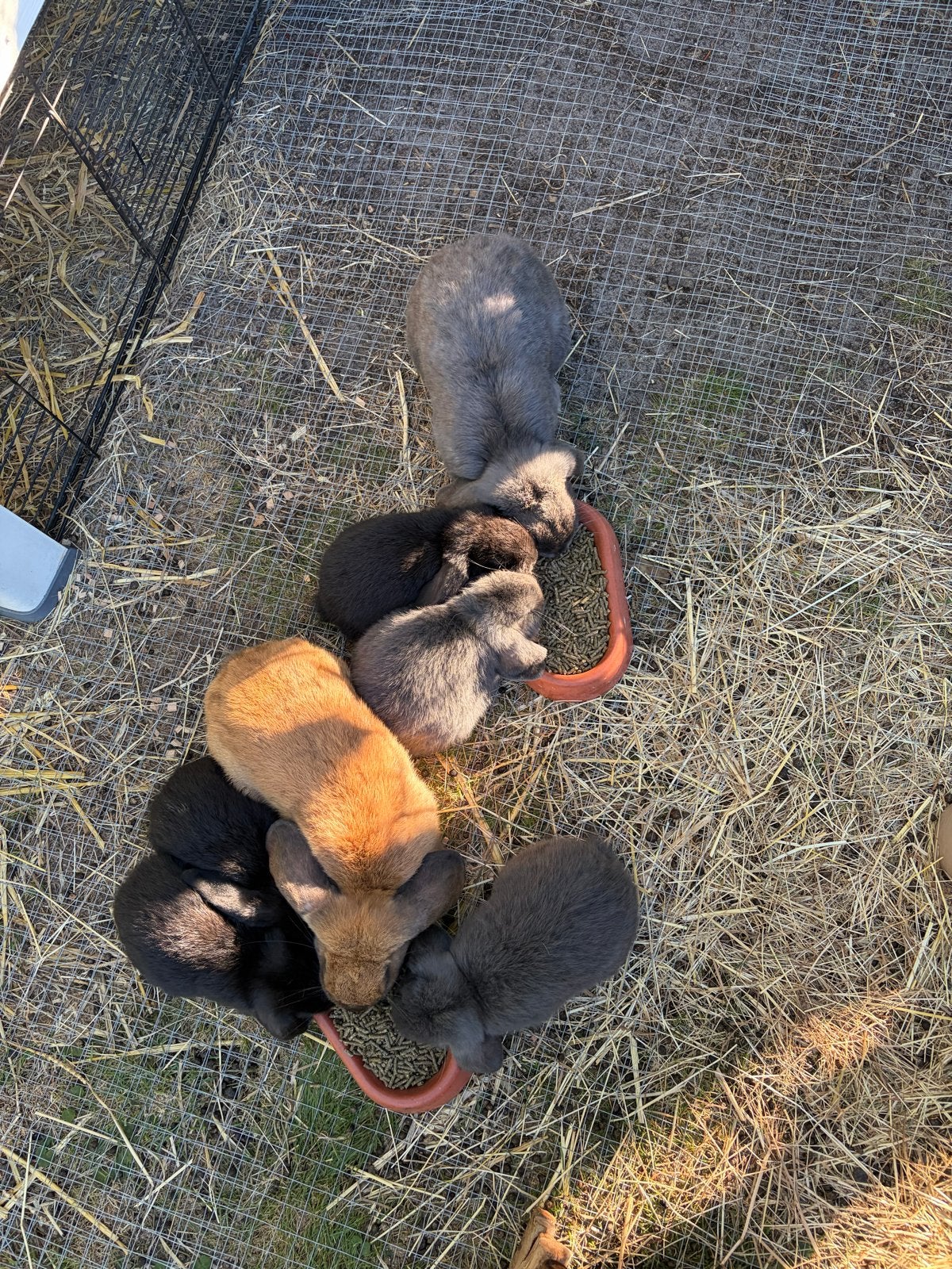 Hangoor dwergkonijntjes, Dieren en Toebehoren, Geslacht onbekend, Dwerg, Hangoor, 0 tot 2 jaar