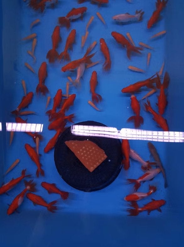 Wakin Goudvis Mix Ca. 7/10 cm - Koidream Valburg