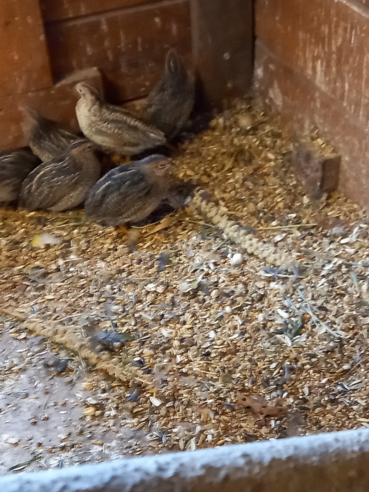 chinese dwergkwartels, Dieren en Toebehoren, Meerdere dieren