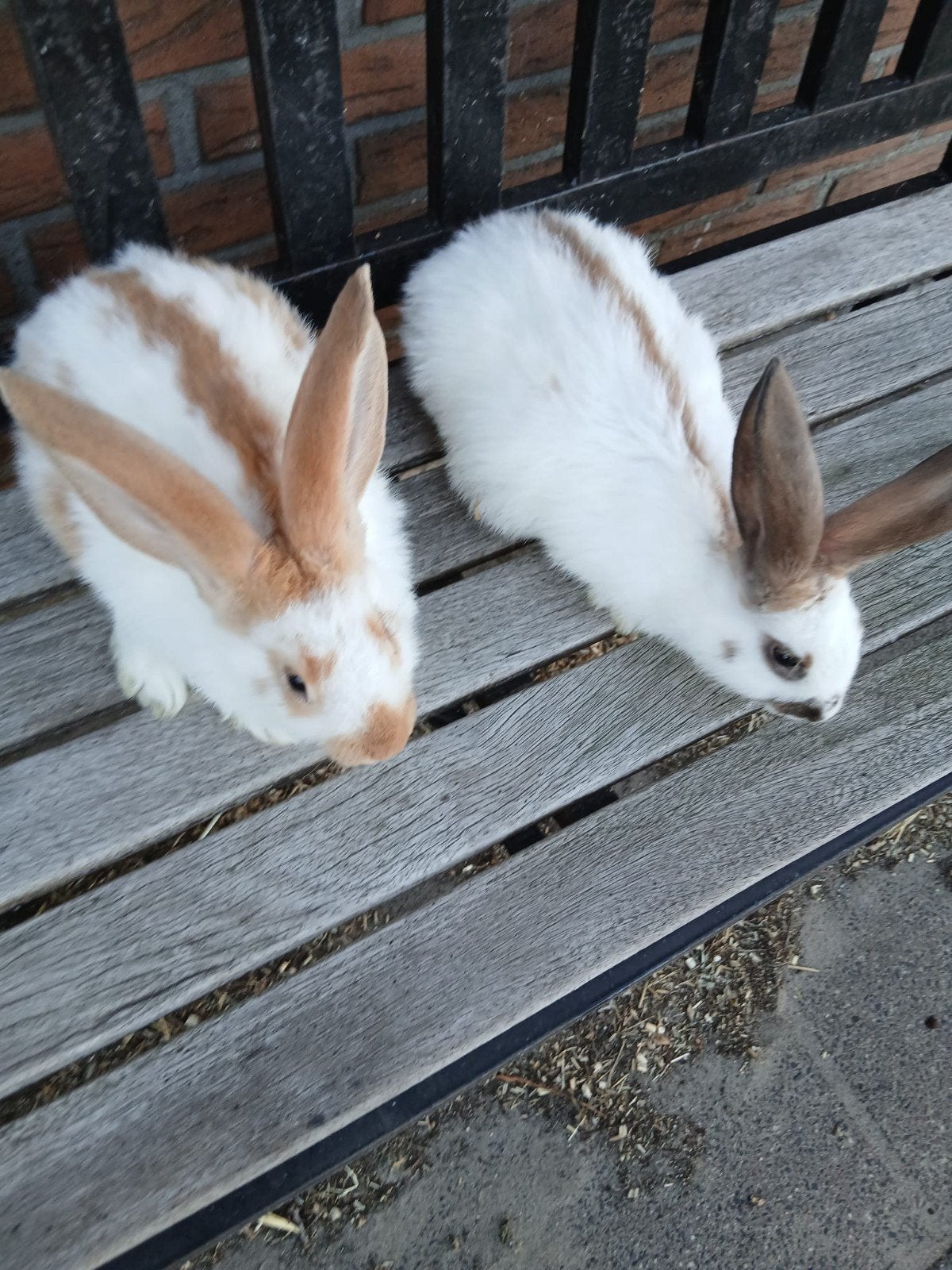 Te koop lieve lotharinger konijnen mooie kleuren, Meerdere dieren, Groot