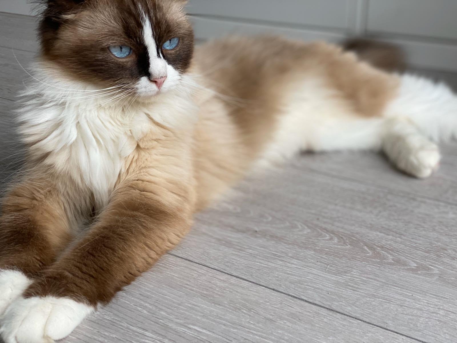 Ragdoll kat, Poes, Gechipt, 6 jaar of ouder