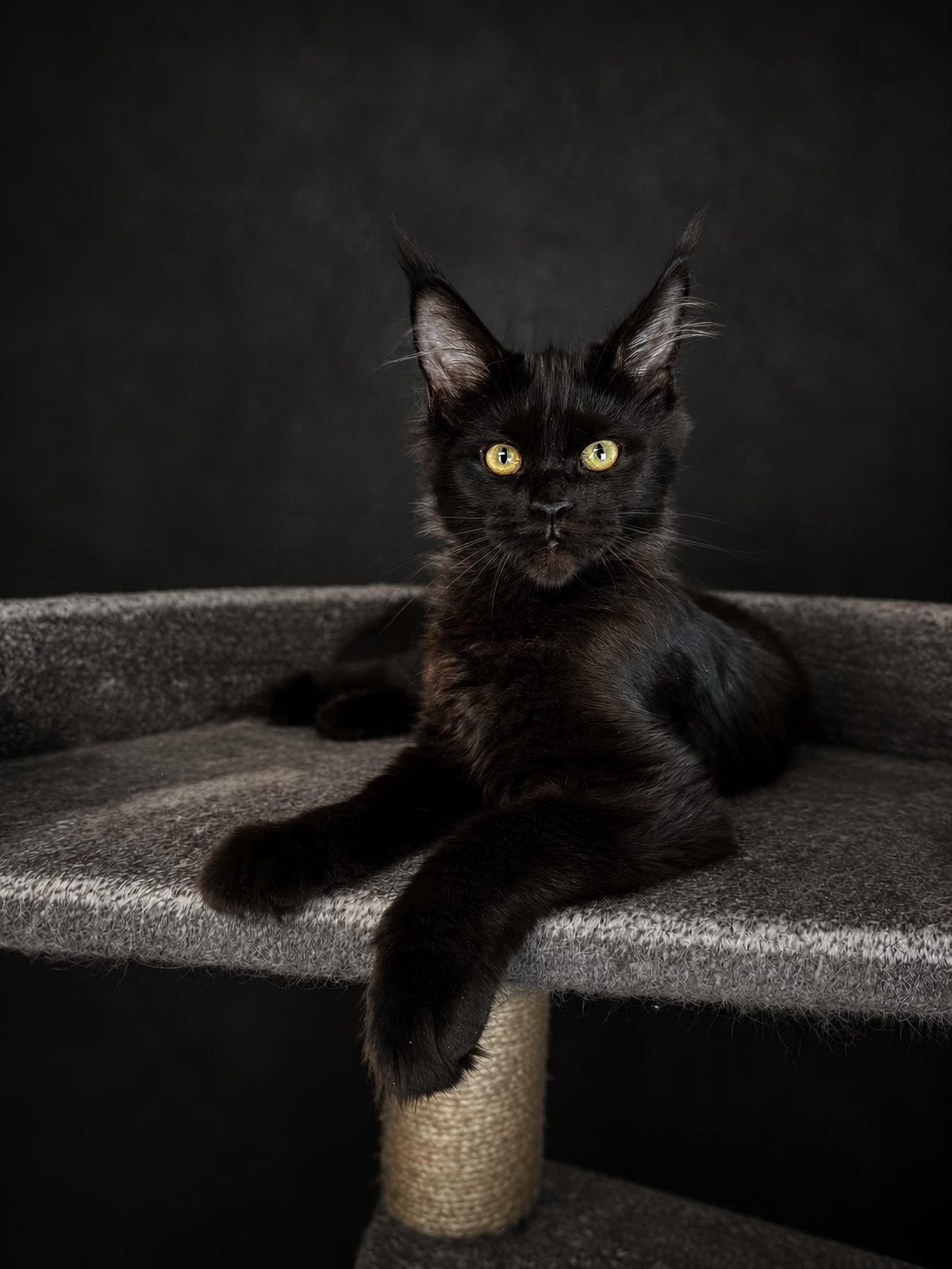 Maine coon kitten, Poes, Met stamboom, 0 tot 2 jaar