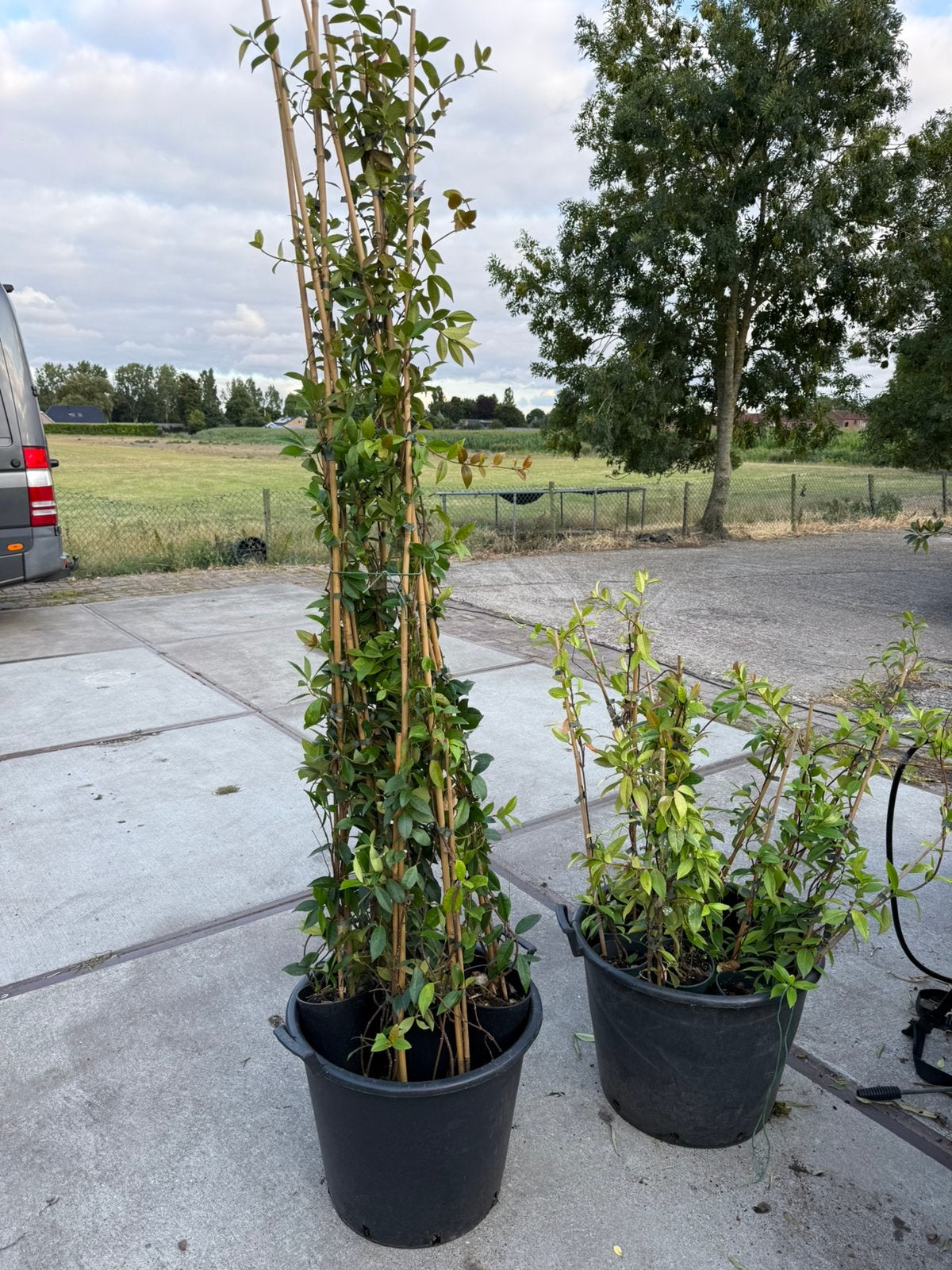 Toscaanse jasmijnen even de laatste voor mooi prijsje, Ophalen, Volle zon, Vaste plant, Klimplanten
