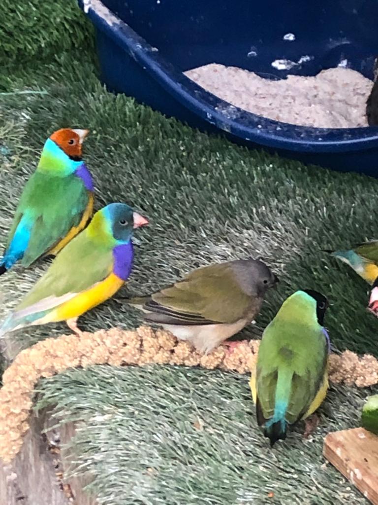 Gezeldschapsvoillere ivm verhuizing te koop.., Dieren en Toebehoren, Vogels | Overige Vogels, Meerdere dieren, Geringd