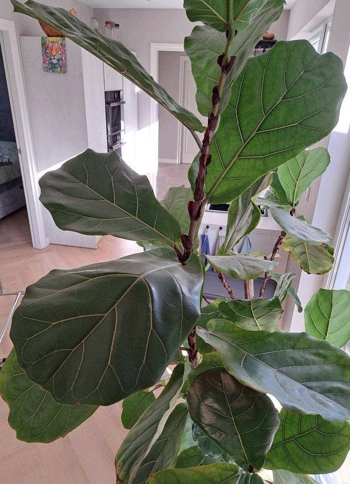 Grote Ficus Lyrata - 230 cm hoog - Zoekt nieuwe thuis, Ophalen, Ficus, 200 cm of meer, Halfschaduw