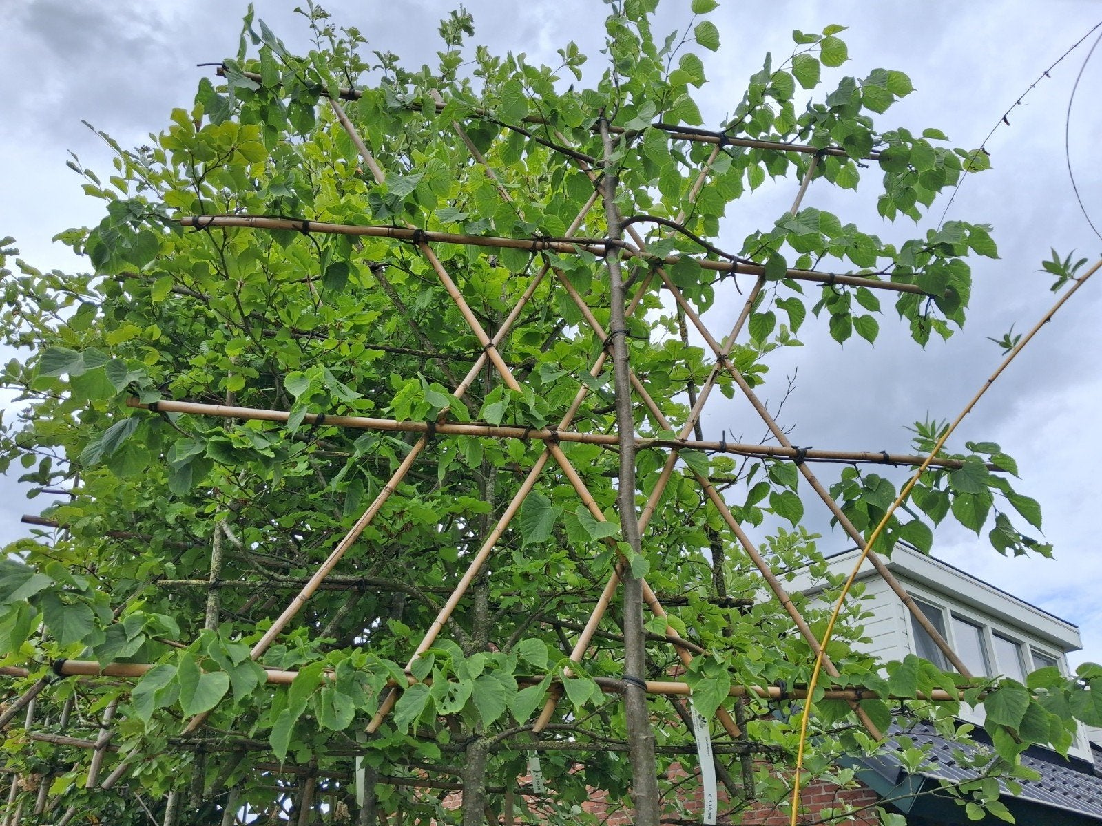 1 x Leilinde - Lindeboom (Tilia europaea 'Pallida'), Tuin en Terras, Planten | Bomen, Leiboom, Halfschaduw, 250 tot 400 cm, Zomer