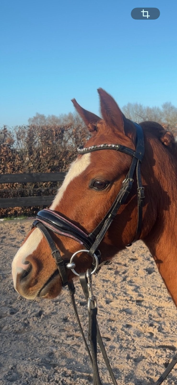 Hb showtime hoofdstel, Dieren en Toebehoren, Ophalen of Verzenden, Zo goed als nieuw, Frontriem, Pony