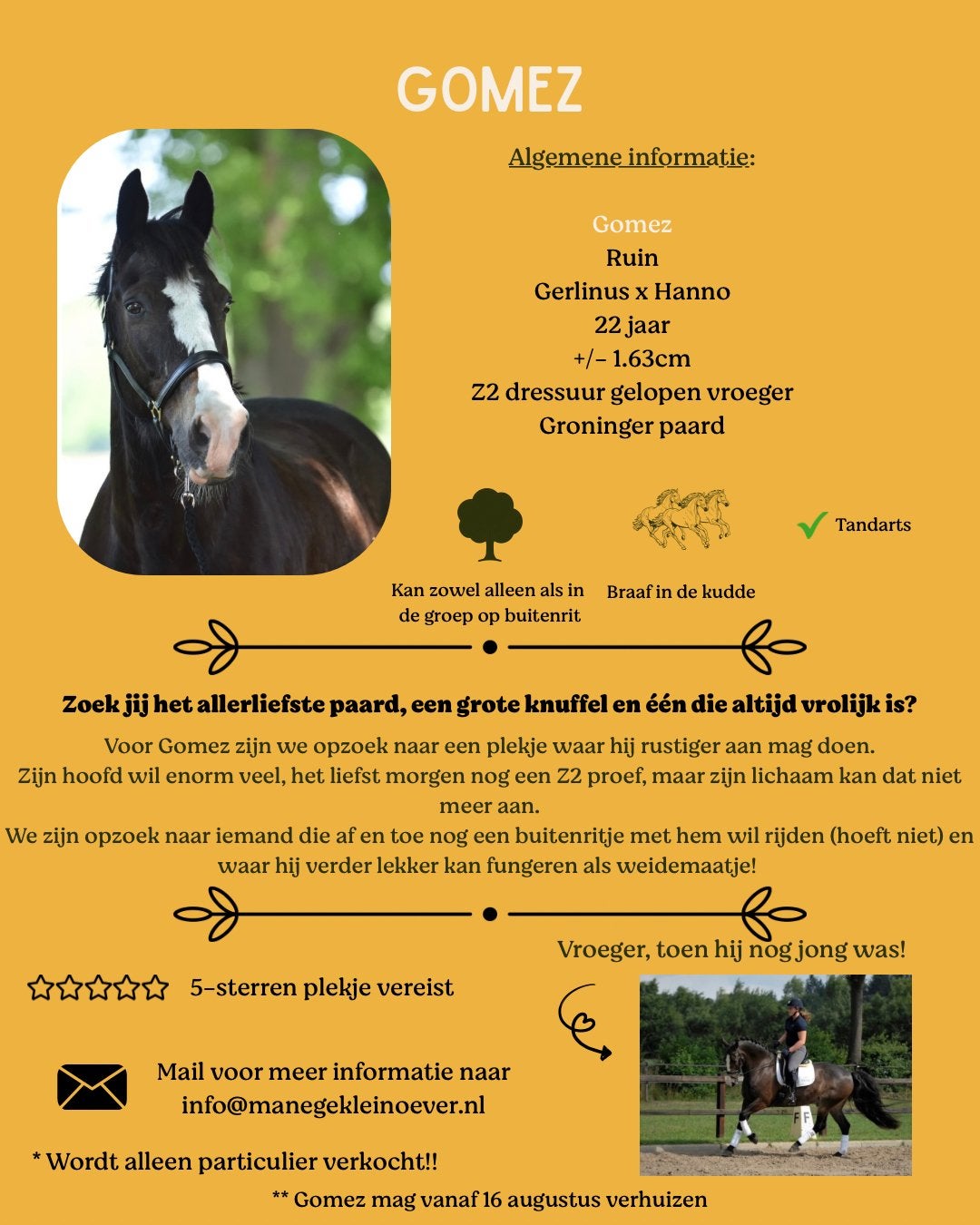 Buitenrit maatje / grote knuffelbeer / weidemaatje, Meerdere dieren, Recreatiepaard