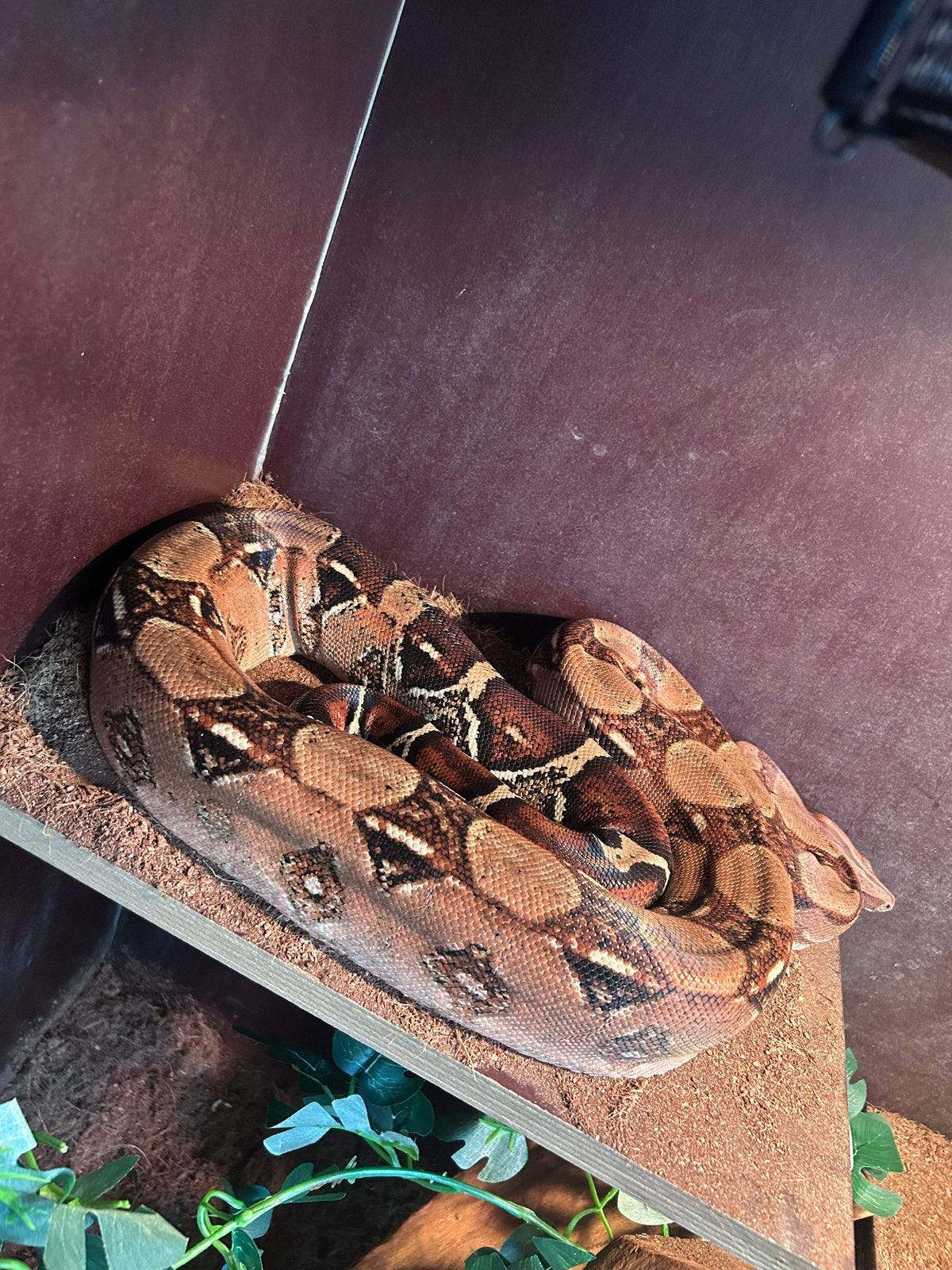 Boa constrictor