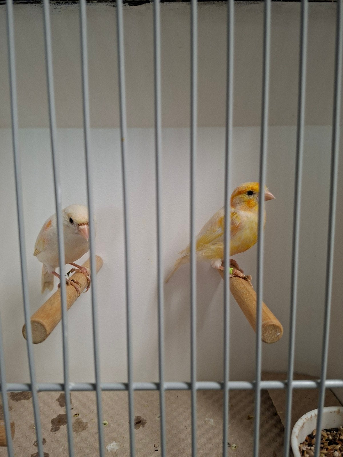 rood mozaïek, Dieren en Toebehoren, Vogels | Kanaries, Meerdere dieren, Kleurkanarie