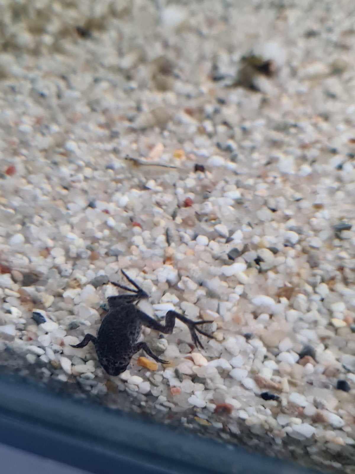 Dwergklauwkikker, Hymenochirus boettgeri Frog photo 2