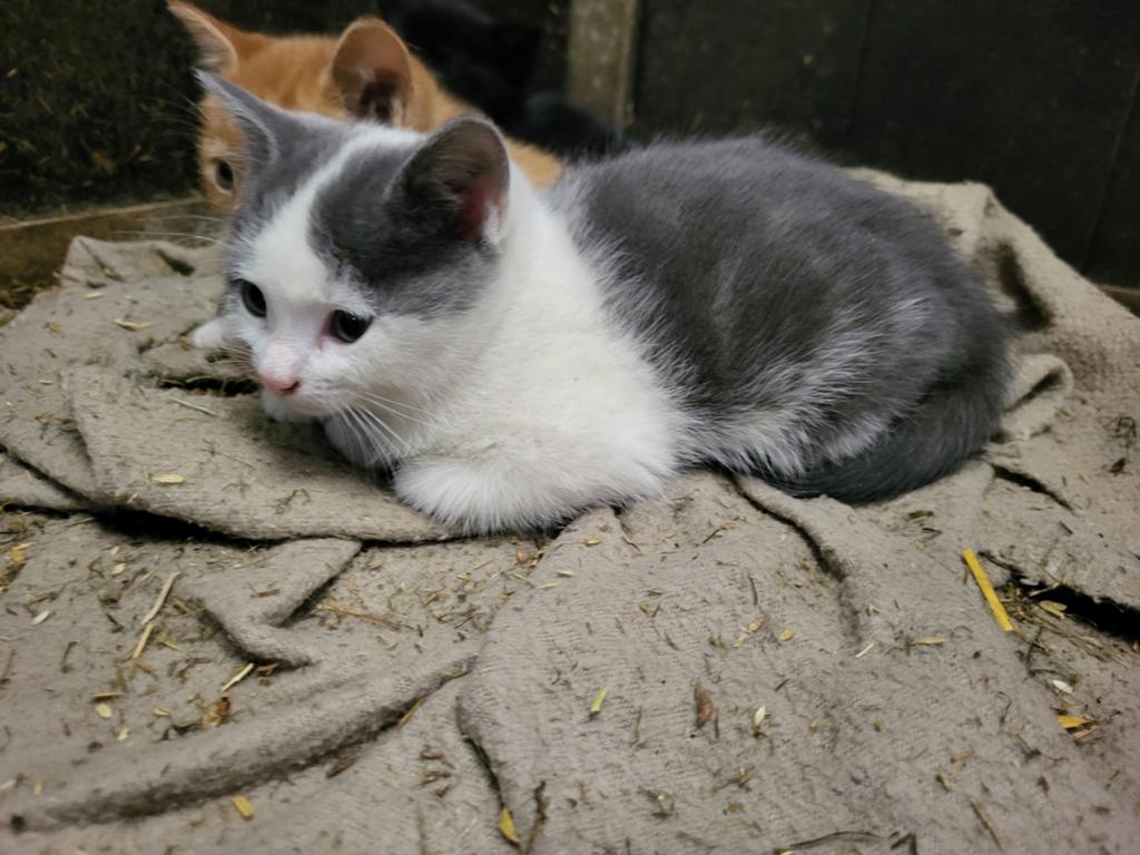Tamme boerderij kittens, Dieren en Toebehoren, Katten en Kittens | Overige Katten, Meerdere dieren, Kortharig, 0 tot 2 jaar