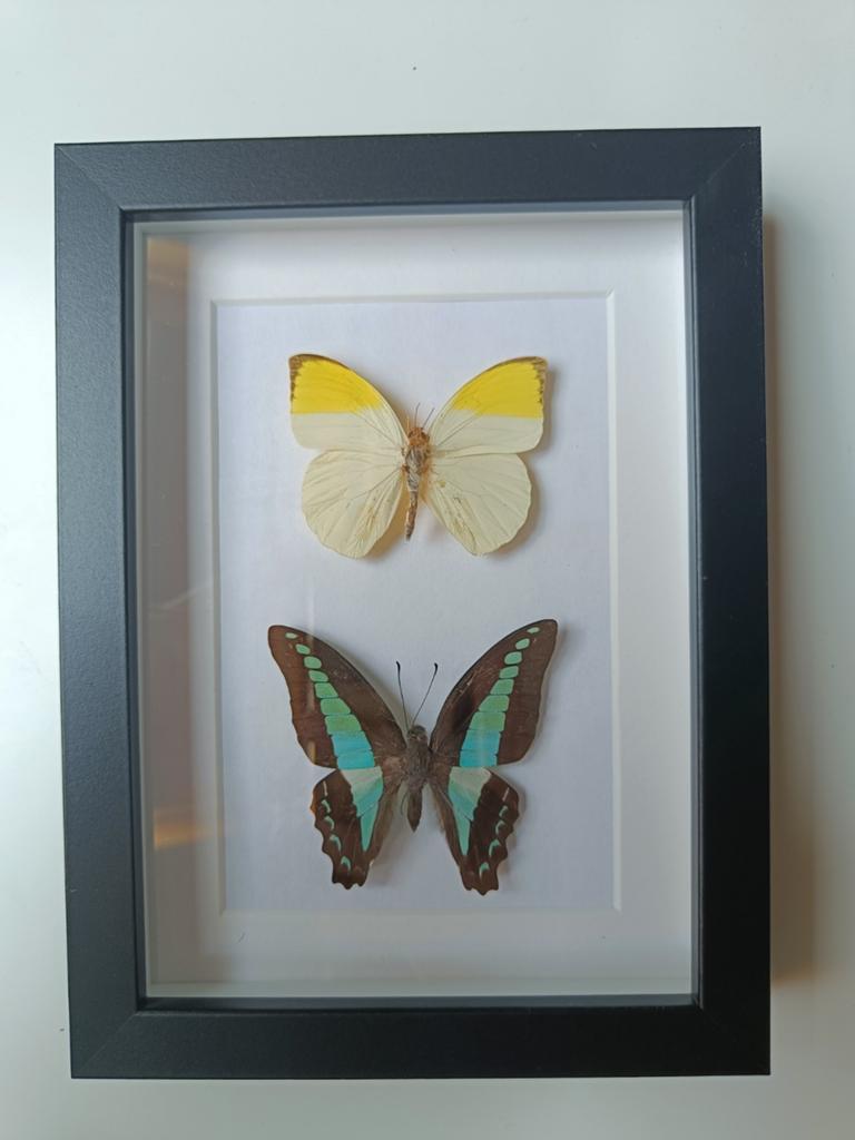 Ingelijste vlinders - Decoratieve wanddecoratie, Ophalen of Verzenden, Zo goed als nieuw