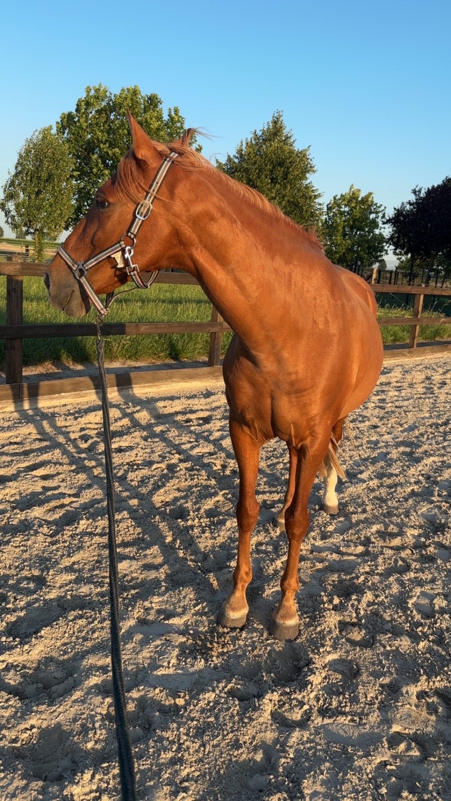 Weidemaatje aangeboden. (NIET te koop), Weidegang, 1 paard of pony