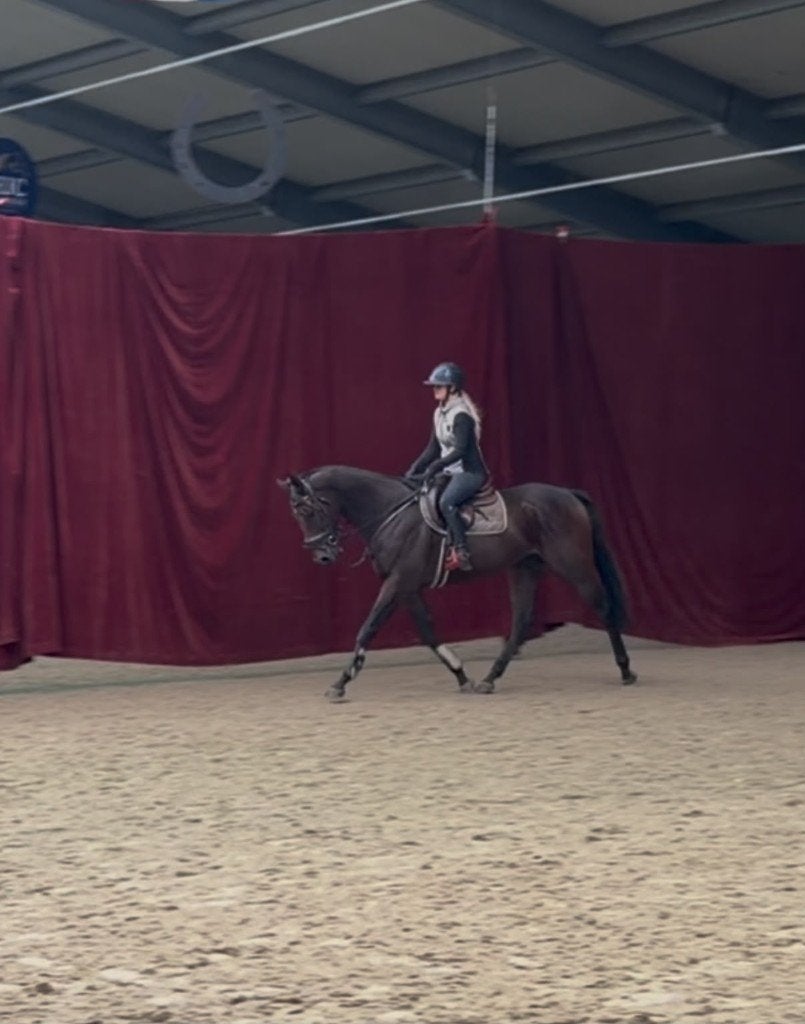 Lieve en brave allround ruin, Ruin, 3 tot 6 jaar, Met stamboom, B