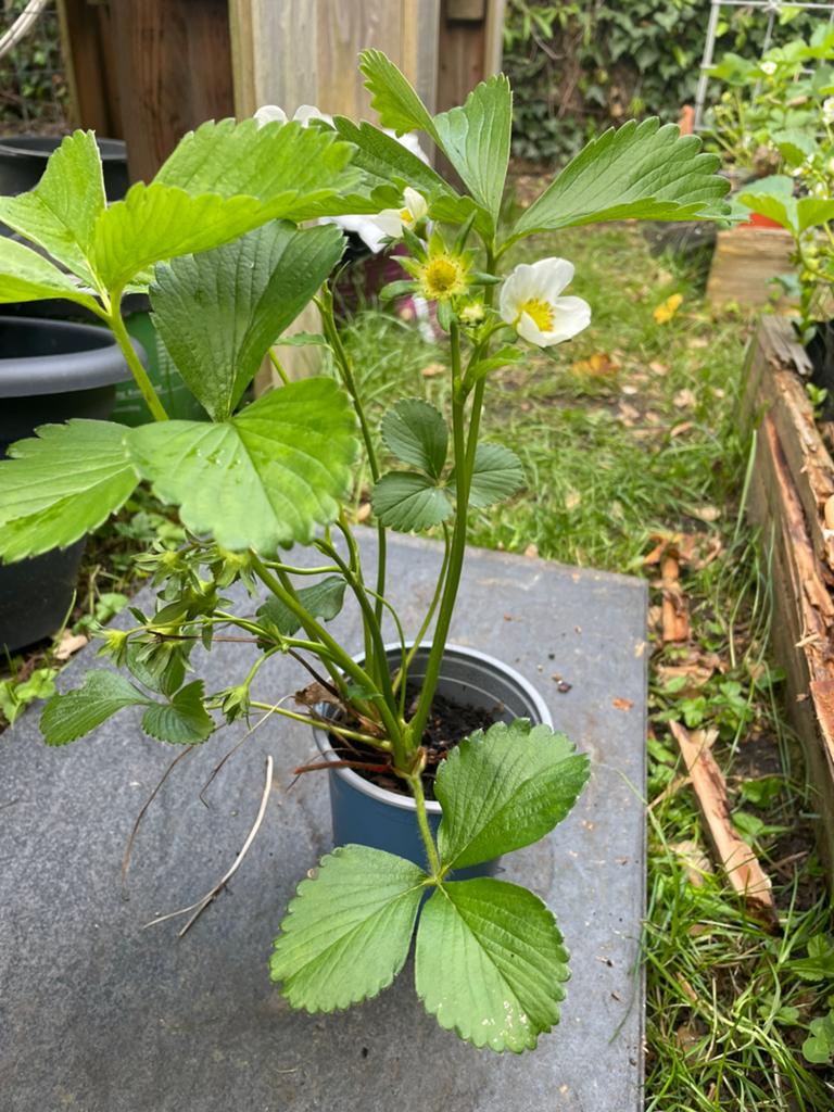Aardbeienplantjes, Tuin en Terras, Ophalen, Volle zon