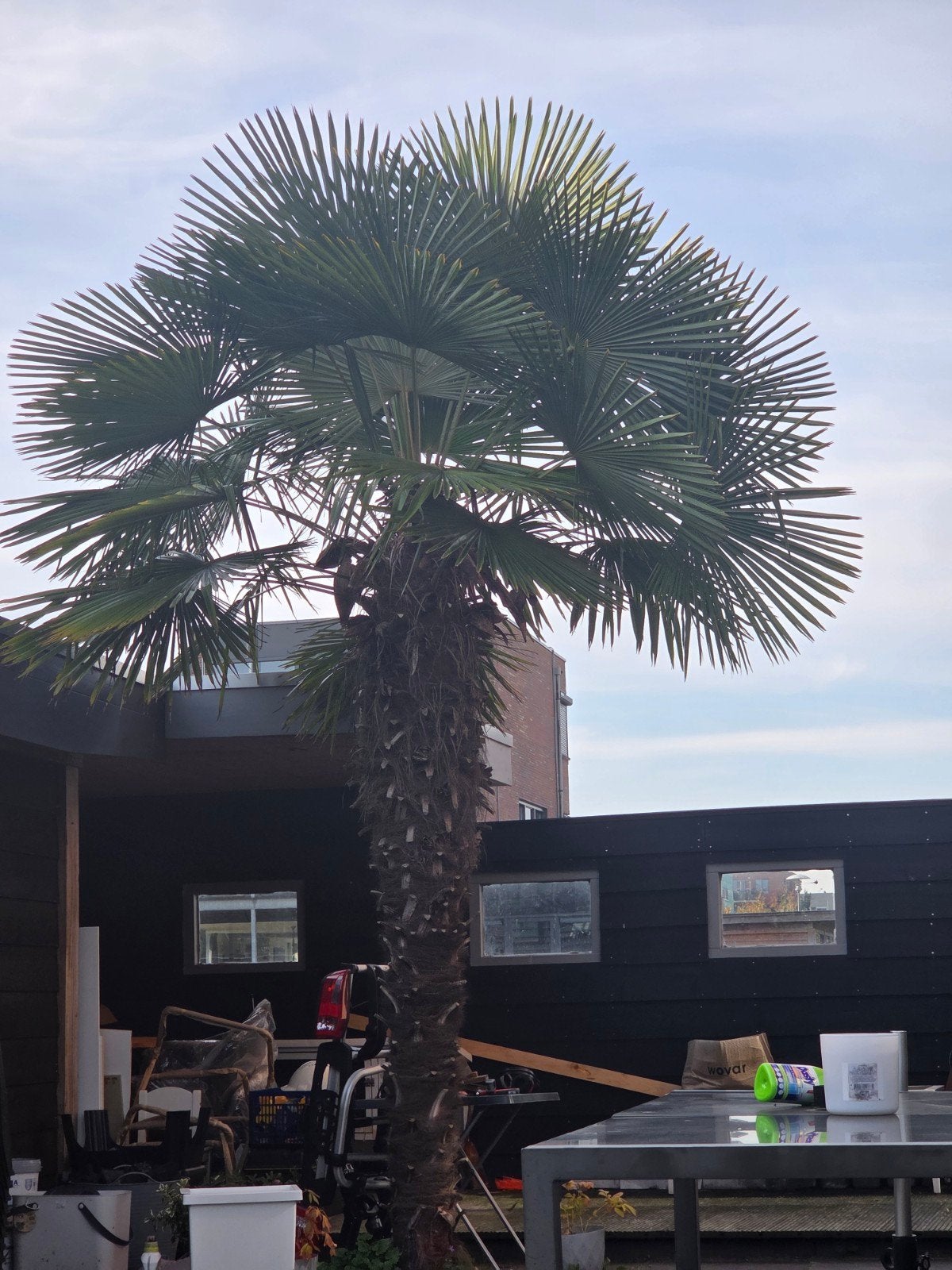 Winterharde Chinese Waaierpalm (Trachycarpus fortunei), Ophalen