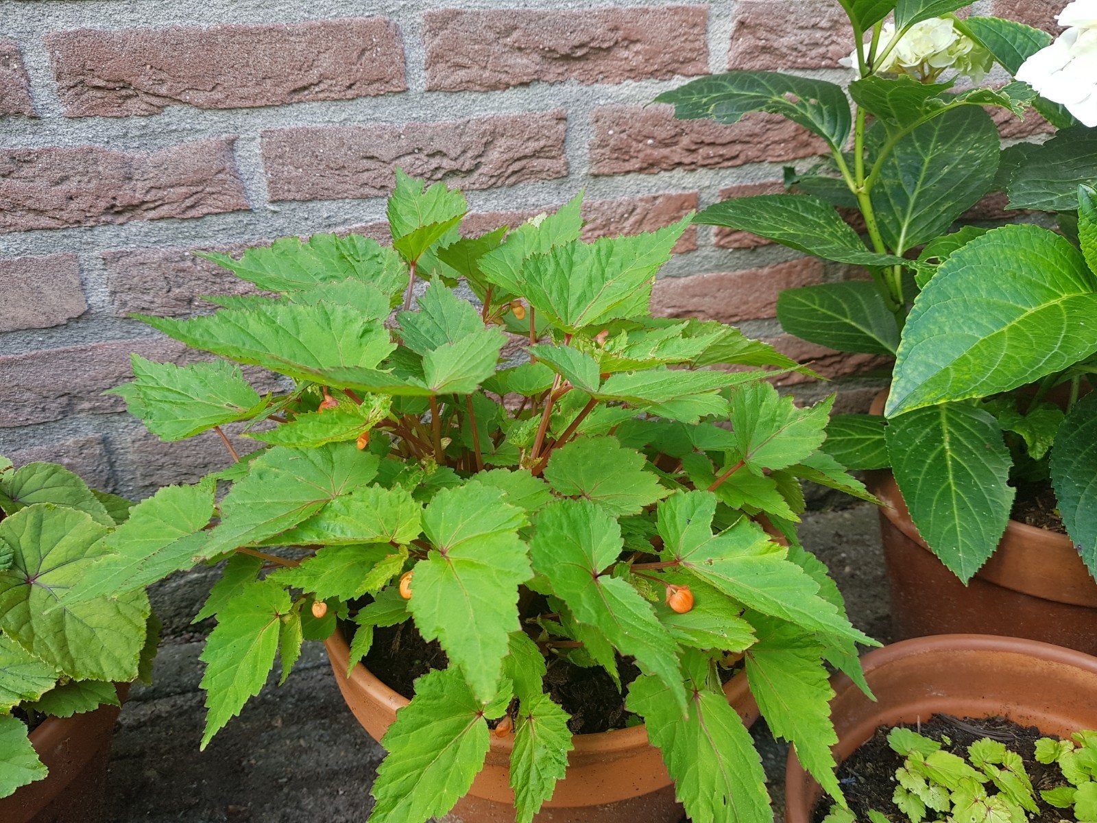 Begonia sutherlandii, Tuin en Terras, Planten | Tuinplanten, Vaste plant, Overige soorten, Halfschaduw, Ophalen