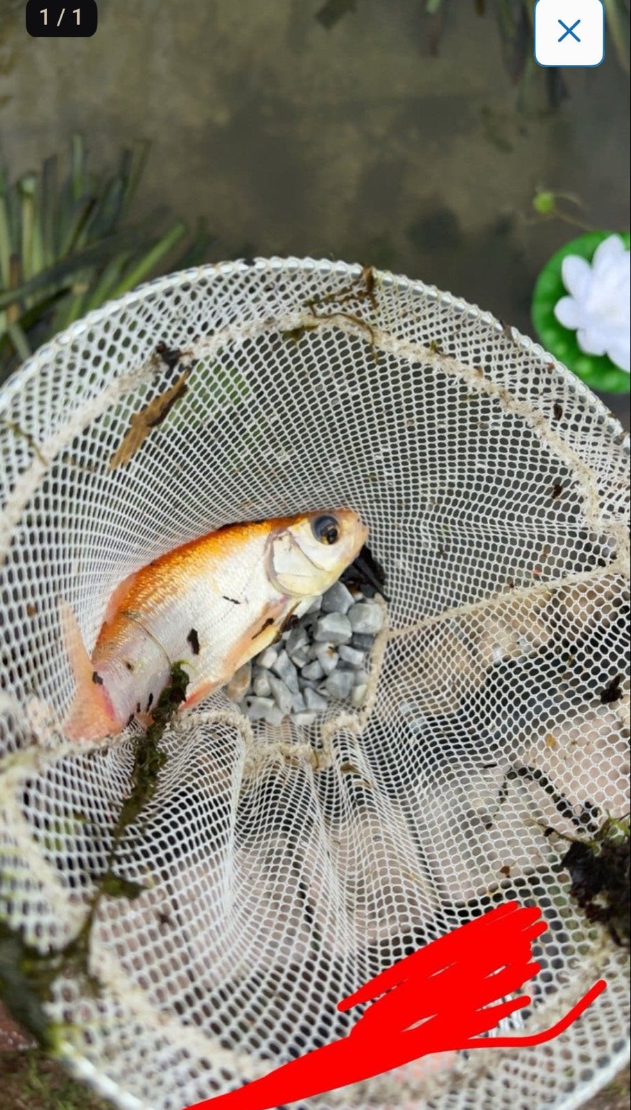 Goudwinde, Dieren en Toebehoren, Karper of Koi