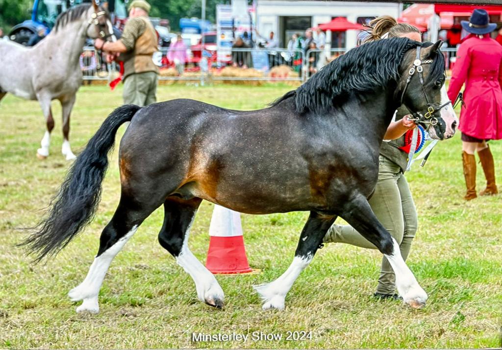 Kampioens Welsh dekhengsten ter dekking aangeboden, Dieren en Toebehoren, Paarden en Pony's | Dekhengsten en Fokmerries, Hengst